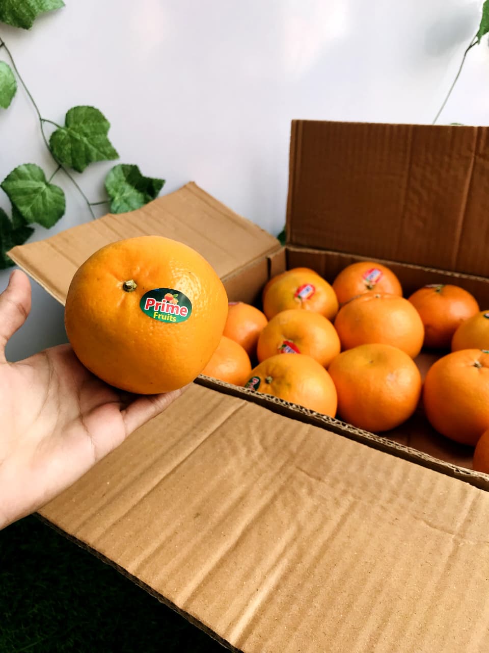 Export Quality 10Kg Kinnow Box