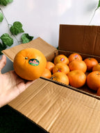 Export Quality 10Kg Kinnow Box