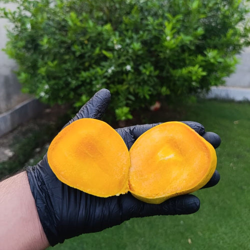Mangoes  —  Export Quality 5kg Box