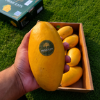 Mangoes  —  Export Quality 5kg Box