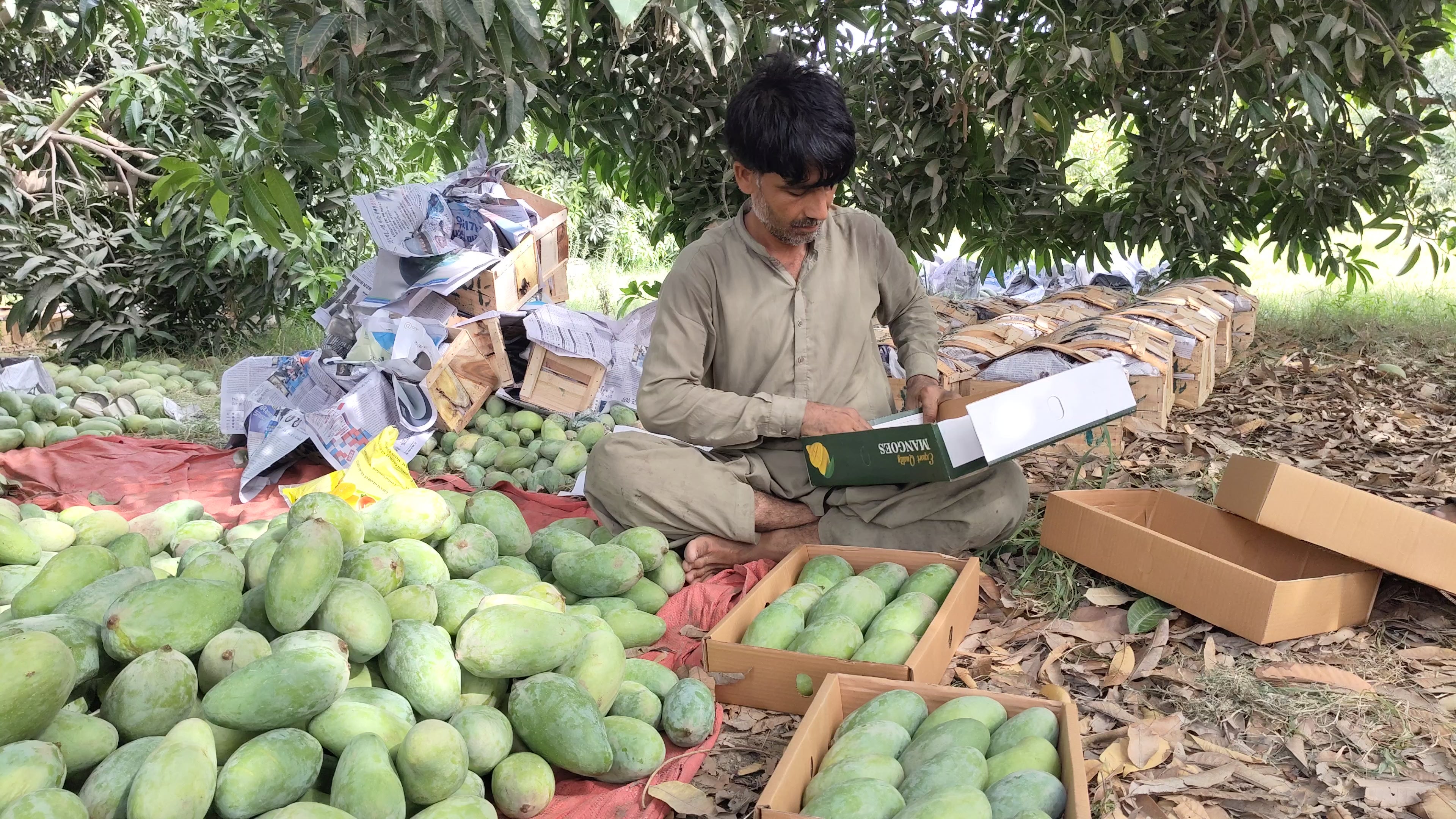 Mangoes  —  Export Quality 5kg Box